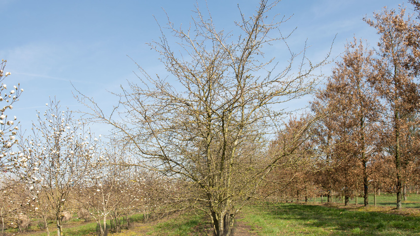 Crataegus monogyna mehrstämmige