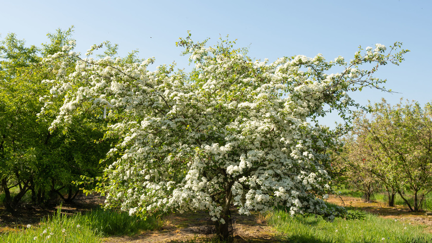 Crataegus monogyna mehrstämmige