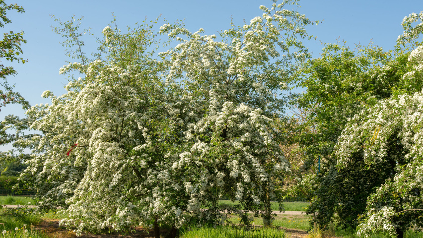 Crataegus monogyna mehrstämmige