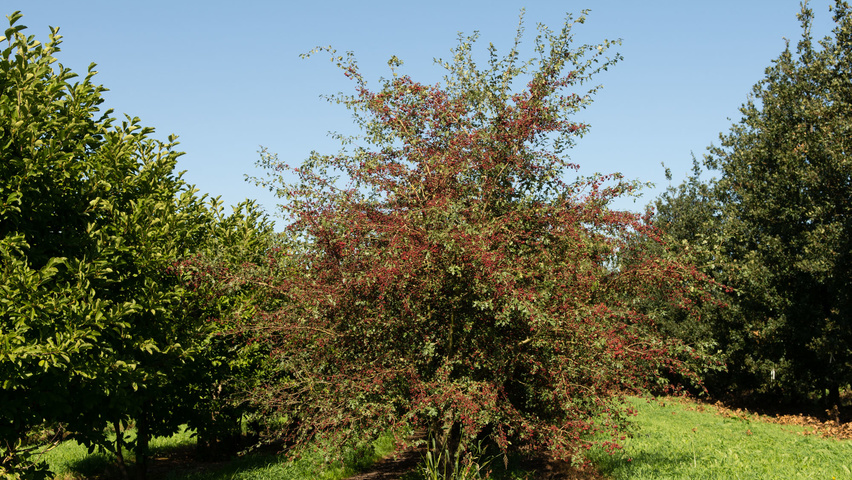 Crataegus monogyna mehrstämmige
