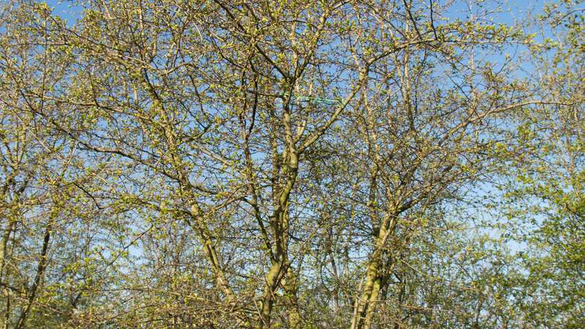 Crataegus monogyna mehrstämmige