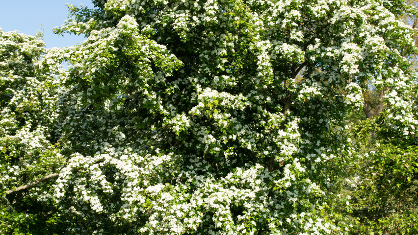 Crataegus monogyna mehrstämmige