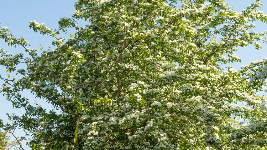 Crataegus monogyna mehrstämmige