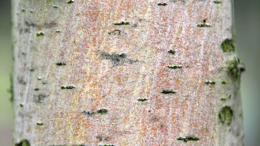 Crataegus monogyna 'Stricta' bast