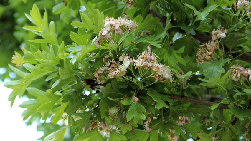 Crataegus monogyna 'Stricta' bloem