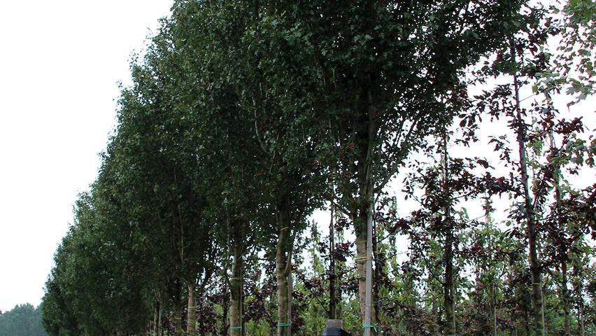 Crataegus monogyna 'Stricta' hoogstam