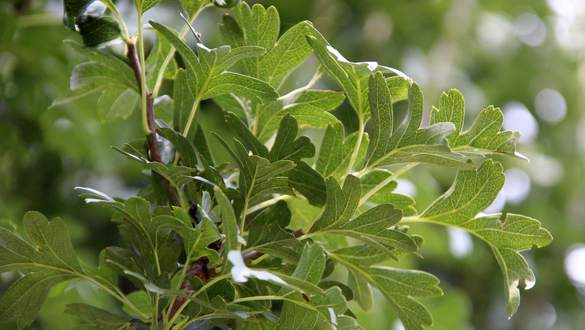 Crataegus monogyna 'Stricta' blad