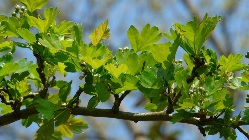 Crataegus monogyna Zweige