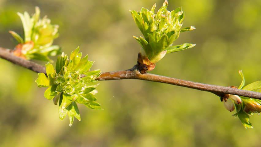 Crataegus monogyna Zweige