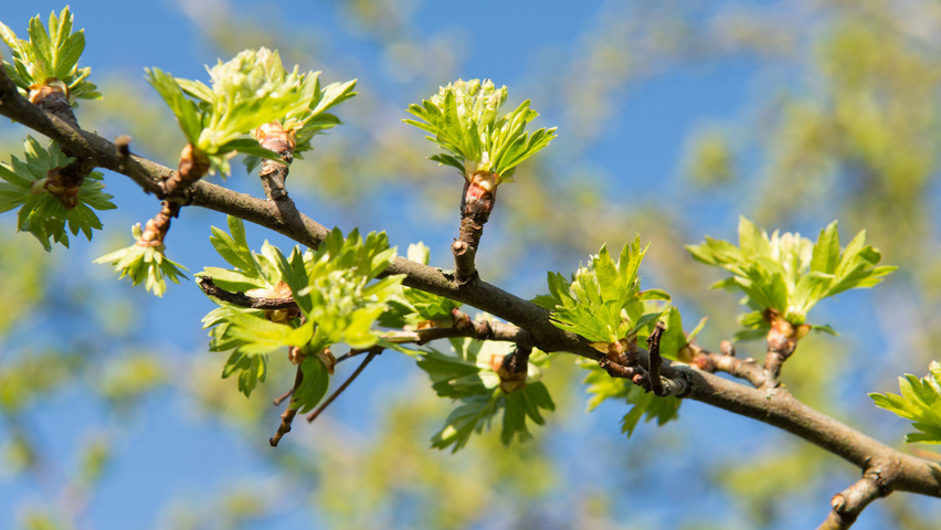 Crataegus monogyna Zweige