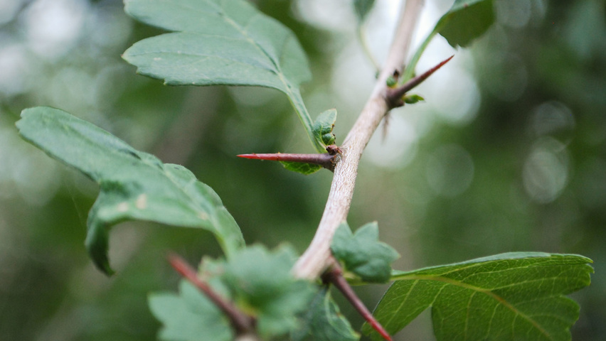 Crataegus monogyna Zweige