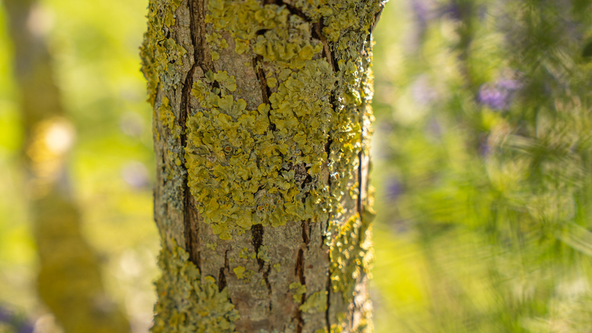 Crataegus pinnatifida 'Big Golden Star' tronc