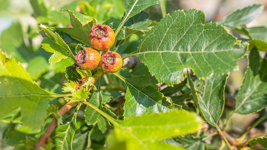 Crataegus pinnatifida 'Big Golden Star' fruits