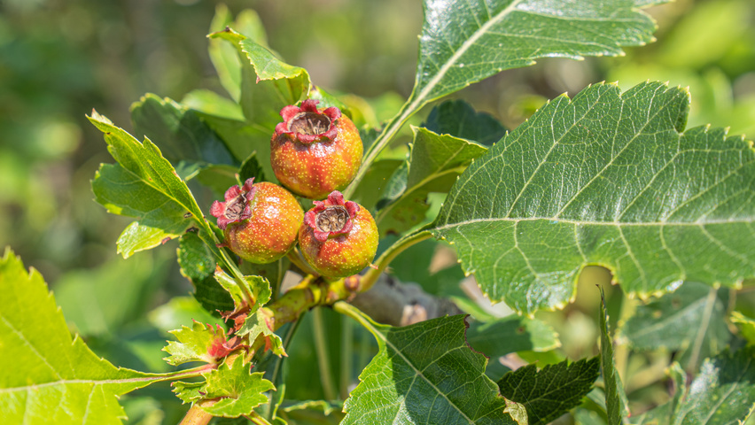 Crataegus pinnatifida 'Big Golden Star' fruits