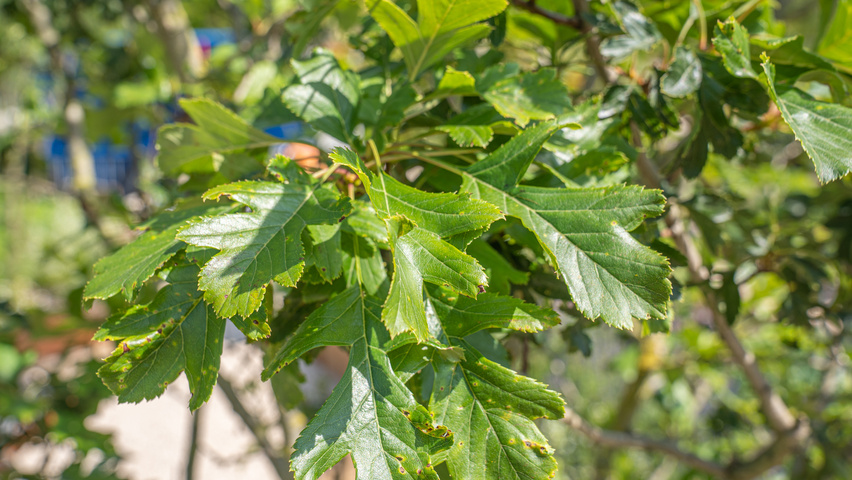 Crataegus pinnatifida 'Big Golden Star' Feuilles