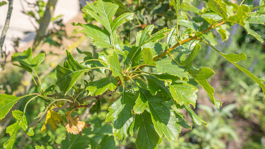 Crataegus pinnatifida 'Big Golden Star' Feuilles