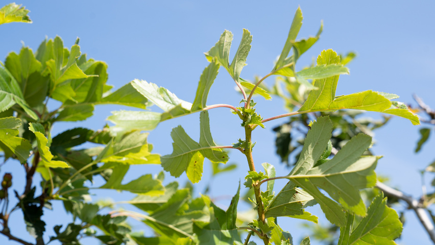 Crataegus pinnatifida 'Big Golden Star' Feuilles