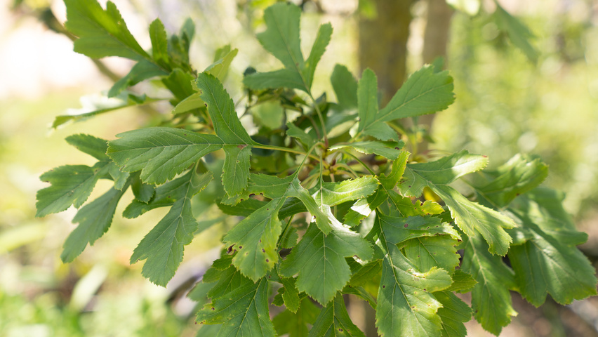 Crataegus pinnatifida 'Big Golden Star' Feuilles