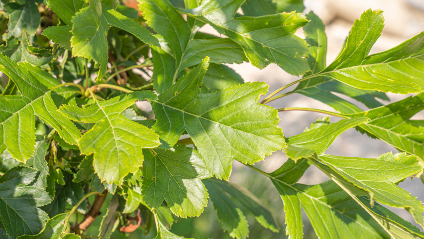 Crataegus pinnatifida 'Big Golden Star' Feuilles