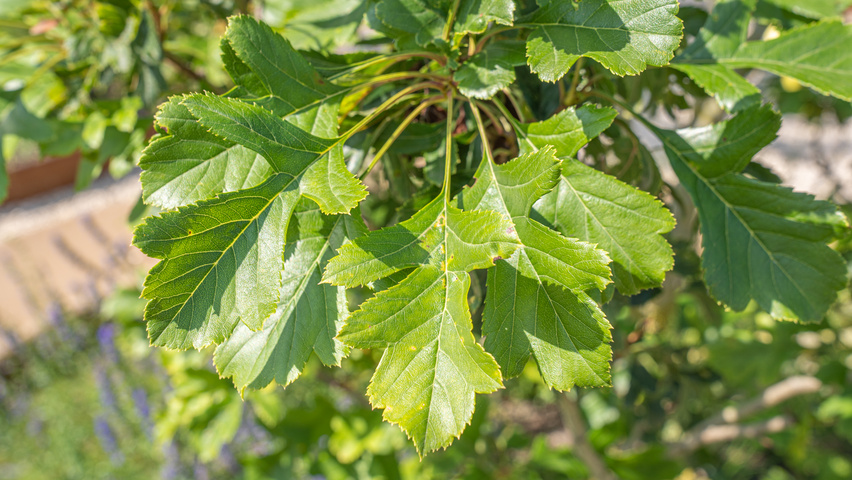 Crataegus pinnatifida 'Big Golden Star' Feuilles