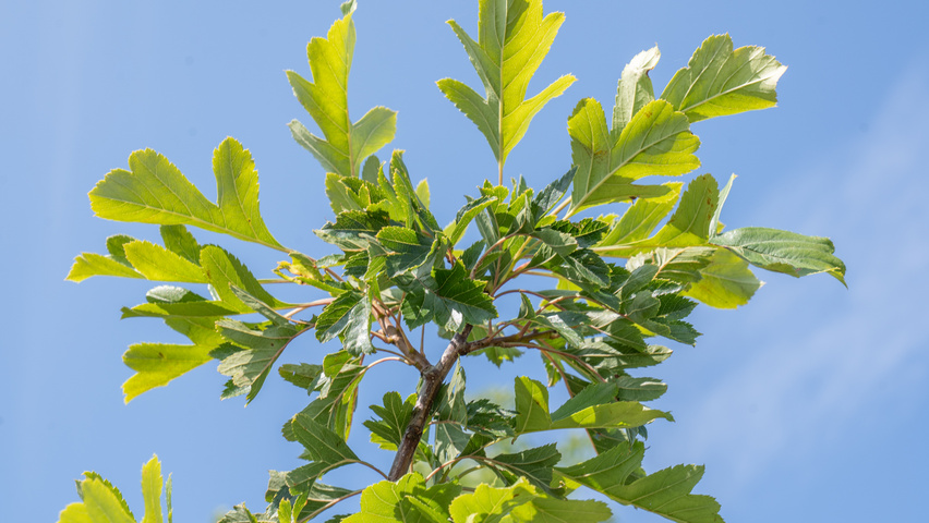 Crataegus pinnatifida 'Big Golden Star' Feuilles