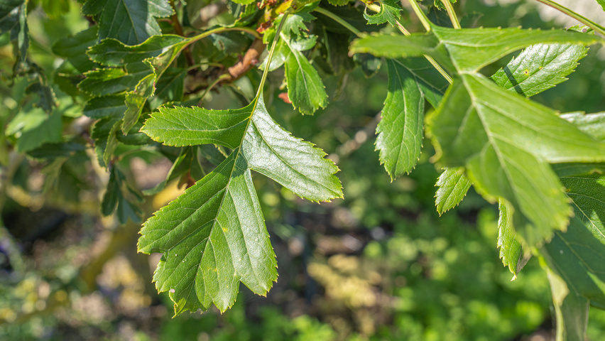 Crataegus pinnatifida 'Big Golden Star' Feuilles