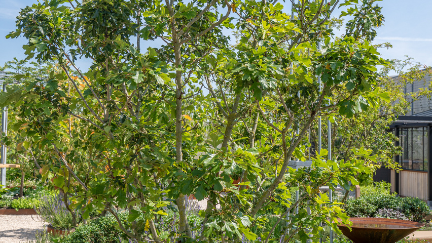 Crataegus pinnatifida 'Big Golden Star' multi-troncs