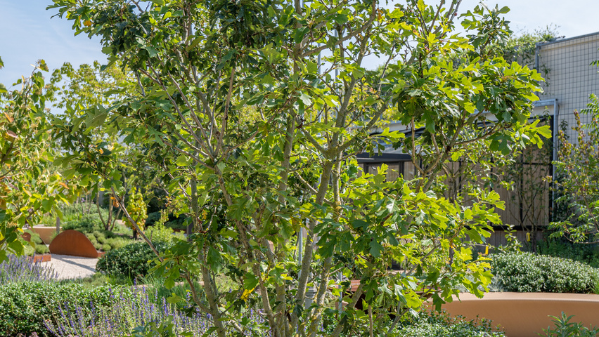 Crataegus pinnatifida 'Big Golden Star' multi-troncs