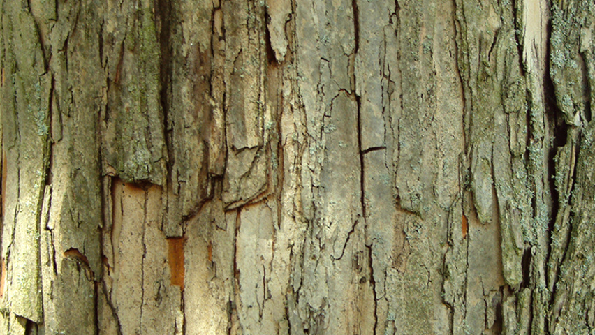 Crataegus pinnatifida var. major bark