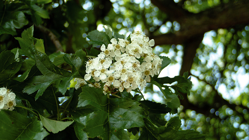 Crataegus pinnatifida var. major flowers
