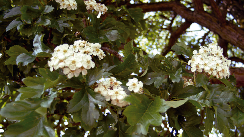 Crataegus pinnatifida var. major flowers