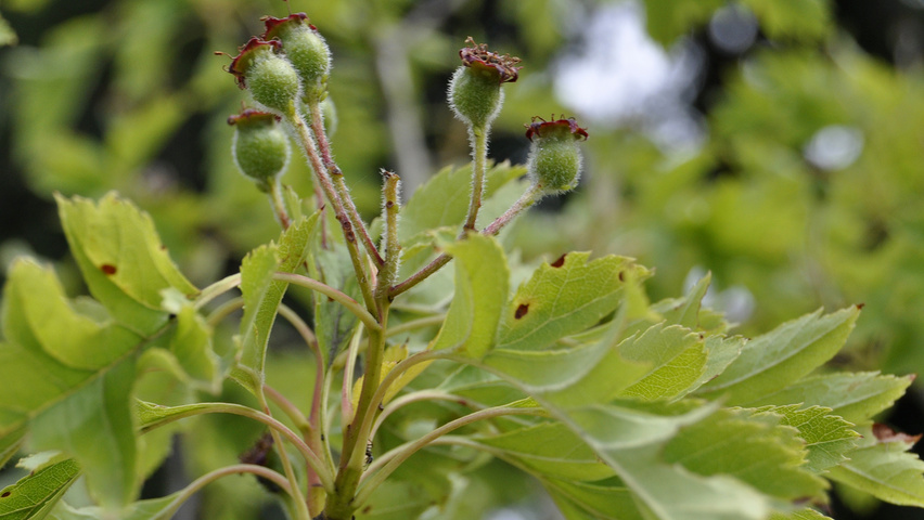 Crataegus pinnatifida var. major fruits