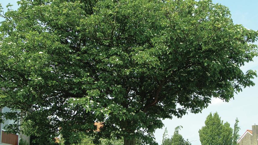 Crataegus pinnatifida var. major standard tree