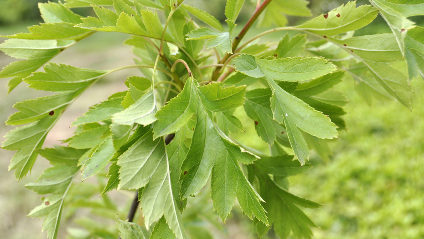 Crataegus pinnatifida var. major leaves