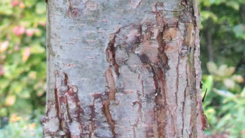 Crataegus pubescens f. stipulacea bast