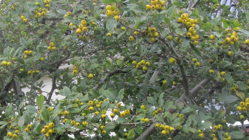 Crataegus pubescens f. stipulacea vrucht