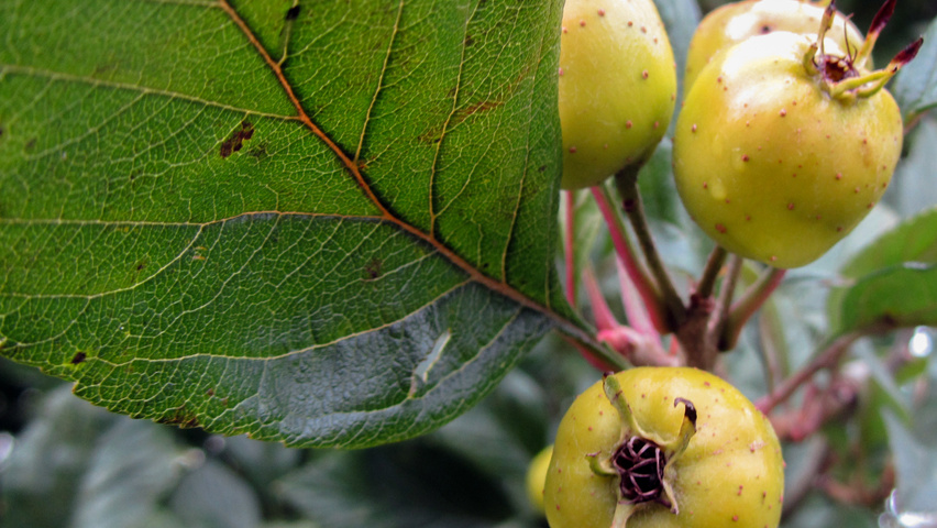 Crataegus pubescens f. stipulacea vrucht