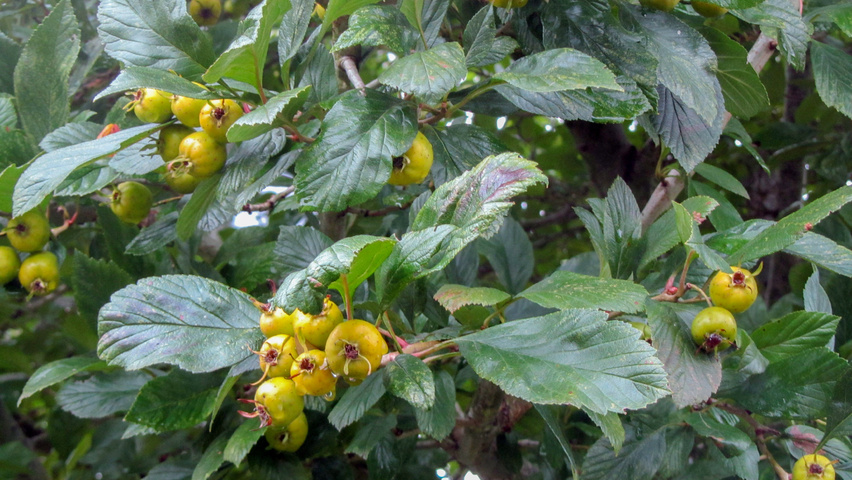 Crataegus pubescens f. stipulacea vrucht