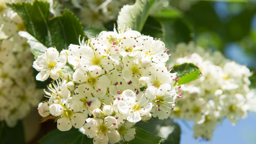 Crataegus succulenta 'Jubilee' kwiaty
