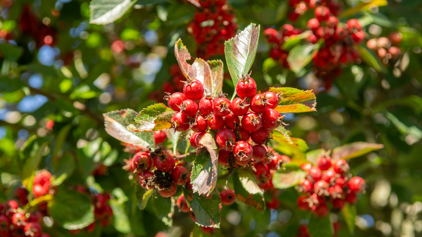 Crataegus succulenta 'Jubilee' owoce