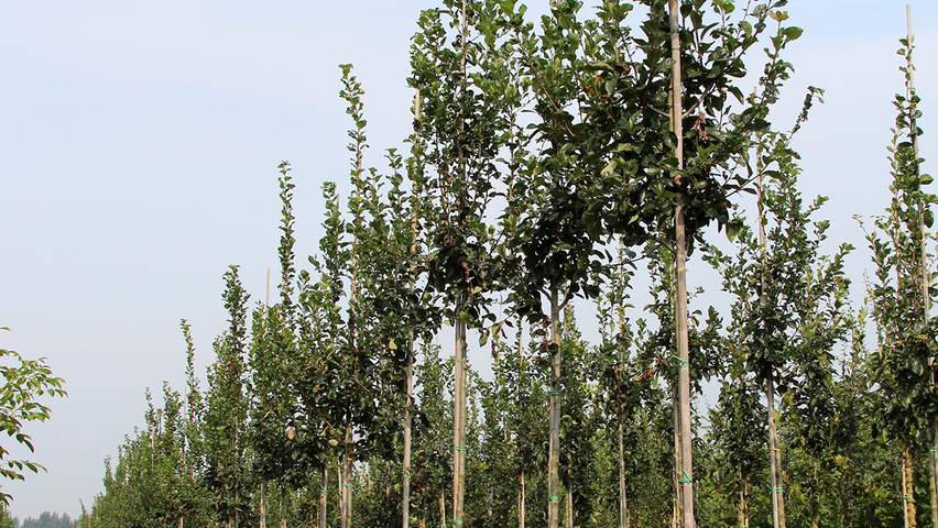 Crataegus succulenta 'Jubilee' pienne