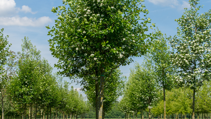 Crataegus succulenta 'Jubilee' pienne