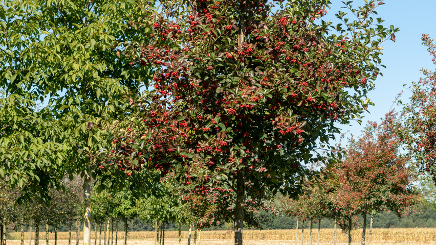 Crataegus succulenta 'Jubilee' pienne