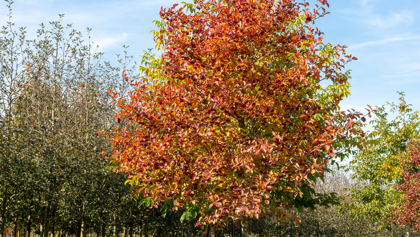 Crataegus succulenta 'Jubilee' pienne