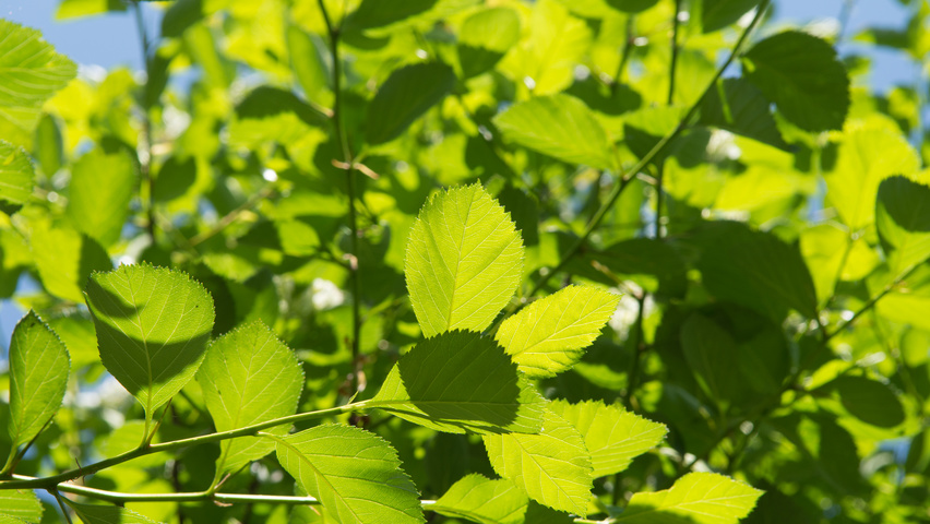 Crataegus succulenta 'Jubilee' liście