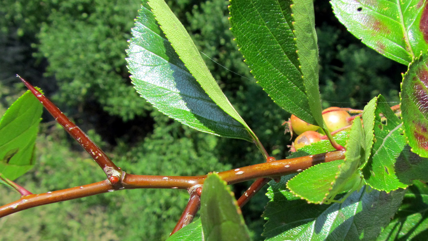 Crataegus succulenta 'Jubilee' pędy