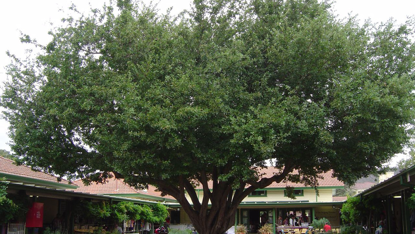 Crataegus x grignonensis standard tree