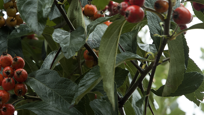 Crataegus x lavalleei 'Carrierei' owoce