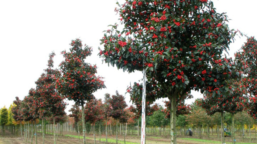 Crataegus x lavalleei 'Carrierei' pienne