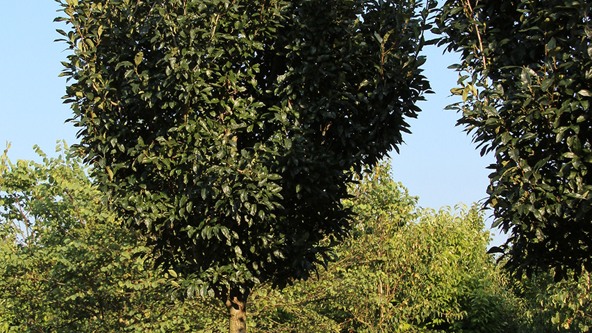 Crataegus x lavalleei 'Carrierei' pienne